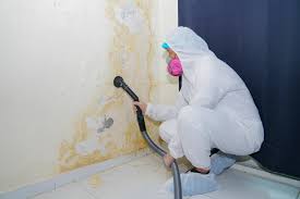 Best Attic Mold Removal  in USA